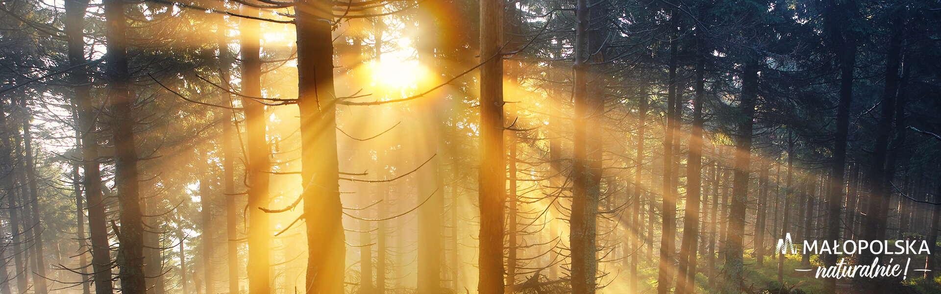Promienie słoneczne przeświecające przez drzewa w lesie, w prawym dolnym rogu log – napis Małopolska naturalnie
