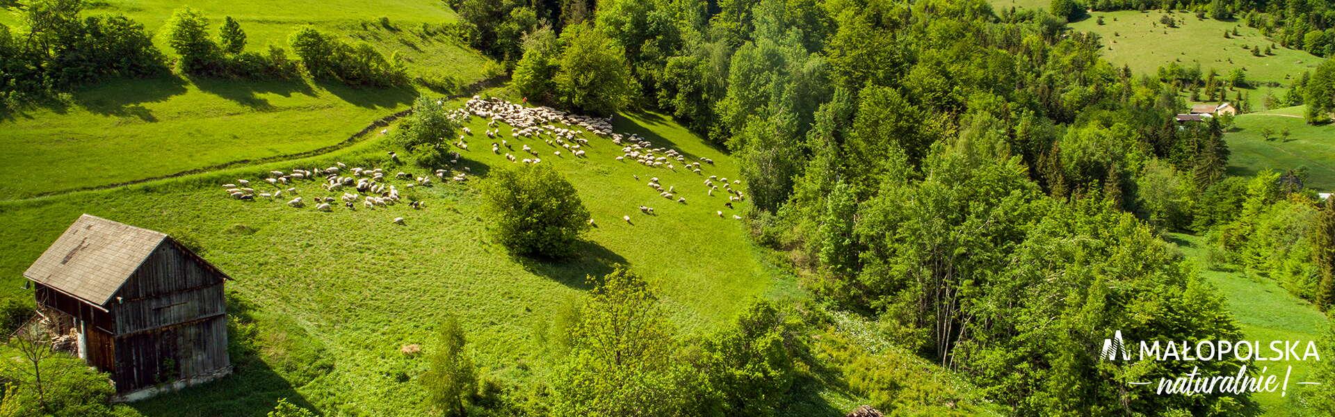 Zdjęcie łąki z owcami, w prawym dolnym rogu logo - napis Małopolska naturalnie