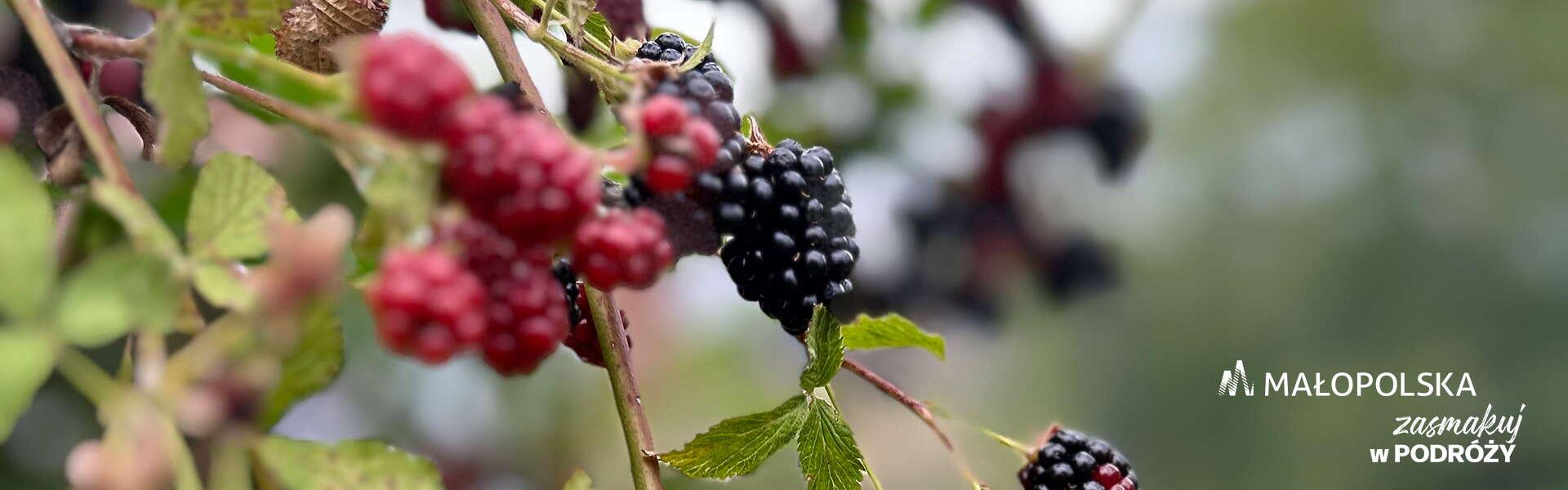 Blackberries and raspberries on branches; Małopolska logo in the bottom right corner and the inscription ‘Taste the journey’