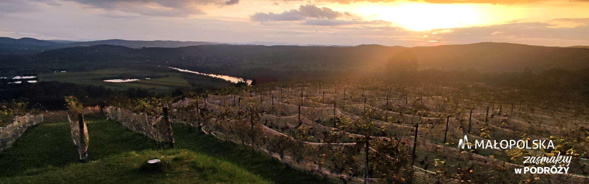 winnica z wieloma krzewami winorośli o zachodzie słońca, dookoła zielone wznieniesia. W prawym dolnym rogu logo Małopolski i napis Zasmakuj w podróży