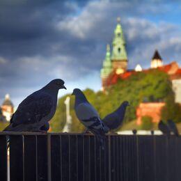 Obrázok: Podchody, zagadki i rozszerzona rzeczywistość – gra miejska Legendy Krakowskie