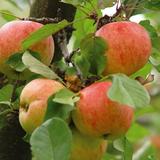 Obrázok: Małopolskie jabłka i ... grzybobranie