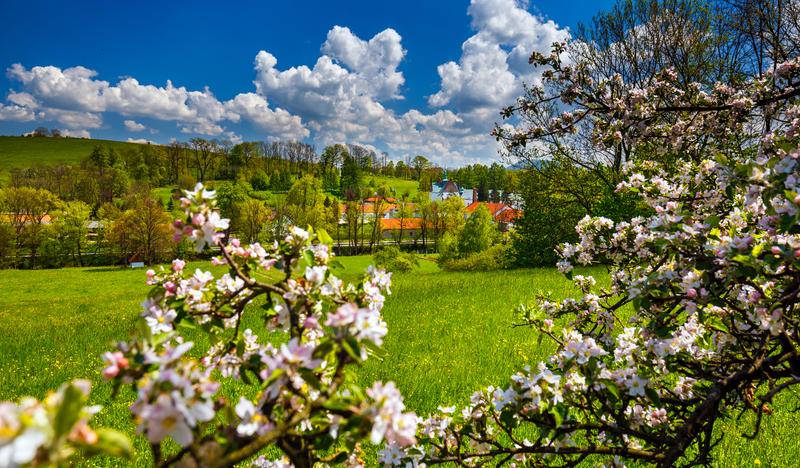 Kwitnąca jabłoń i sielski krajobraz Szczyrzyca