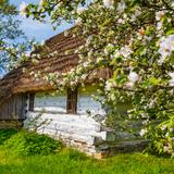 Kwitnąca jabłoń i drewniana chata.