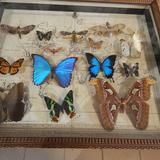 Immagine: Museo delle Farfalle ARTHROPODA a Bochnia