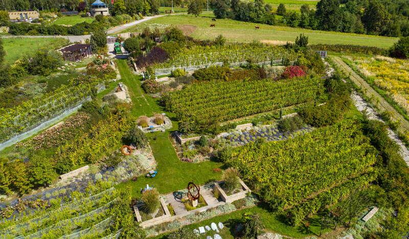 Zdjęcie przedstawia winnicę święty spokój widzianą z lotu ptaka. Widoczna część gospodarstwa to główne budynki, pole z krzewami winogron oraz ogród.