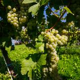 Zdjęcie ukazujące kiść winogron rosnącą na krzewie winorośli. Winogrona dojrzewają w słońcu, a dominantem w tej kompozycji jest kolor zielony oraz jego odcienie.