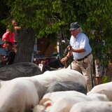 baca w stroju regionalnym wśród owiec na Rusinowej Polanie w Tatrach