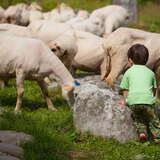 na tle stada owiec dziecko turystka - z tyłu widoczna przepiękna panorama Tatr widoczna z Rusinowej Polany