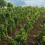 uprawy winorośli