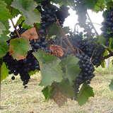 czarne winogrono zwisające z upraw