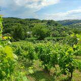 widok na uprawę winorośli, nad nimi panorama z widokiem na lasy
