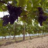 zwisające z krzewów grona ciemnych winogron