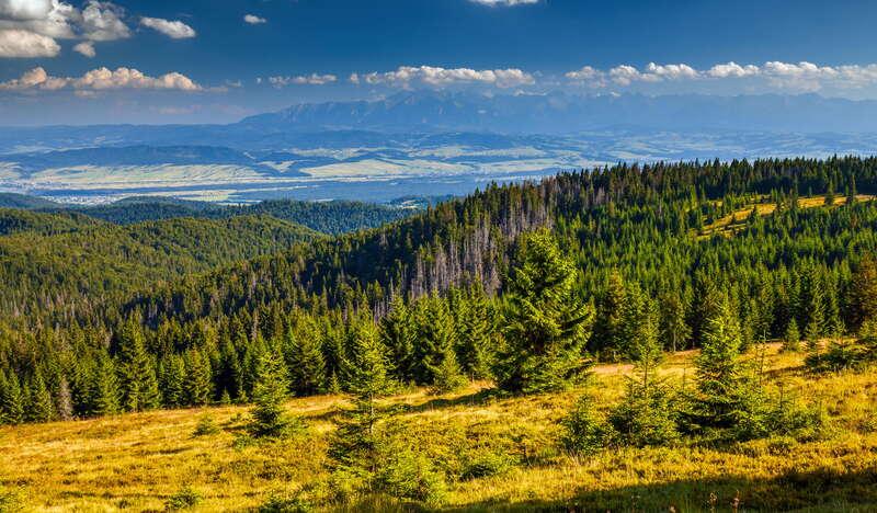 Widok z pod szczytu Kiczory na Gorce, w tle widok na Tatry. Wokół lasy i łąki.
