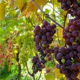 Kiście fioletowych winogron na krzaczkach w winnicy Gierowa