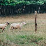 dwie owce chodzące po trawie