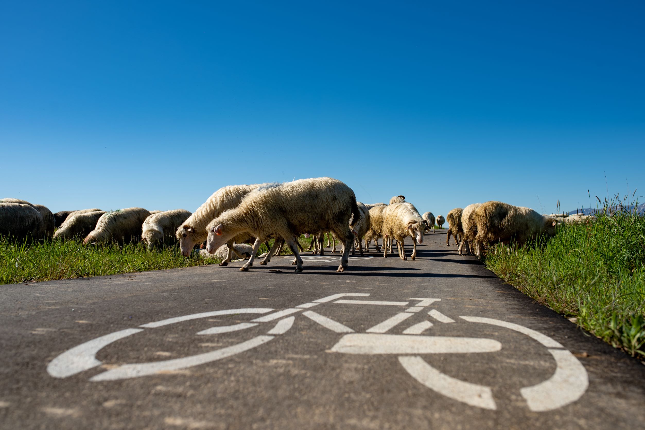 stado owiec stoi na trasie rowerowej 